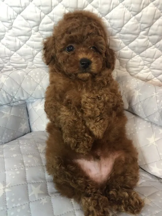 ID：2009-01376の子犬
