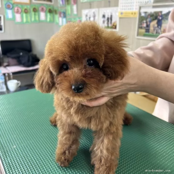 ID:2403-06059の子犬