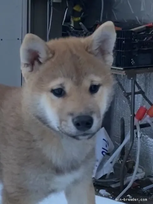 ID：2111-02756の子犬