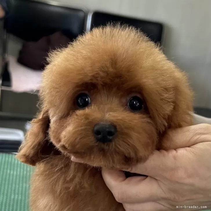 ID:2403-06038の子犬