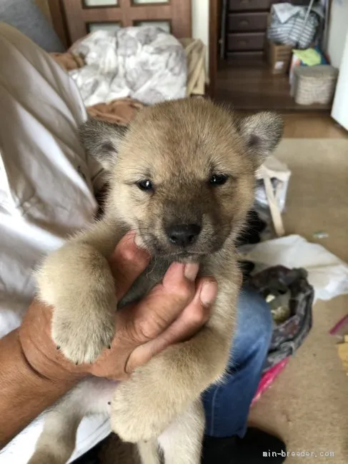 ID：1908-02580の子犬