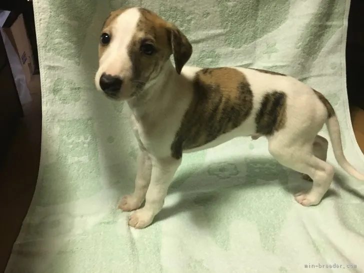 ID：1709-02010の子犬