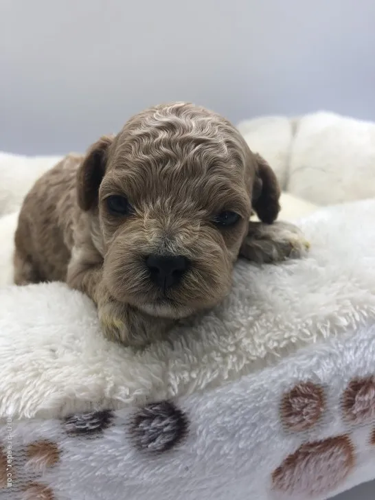 ID：2106-00494の子犬