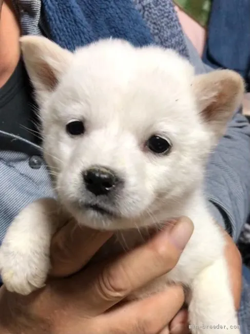 ID：2101-02937の子犬