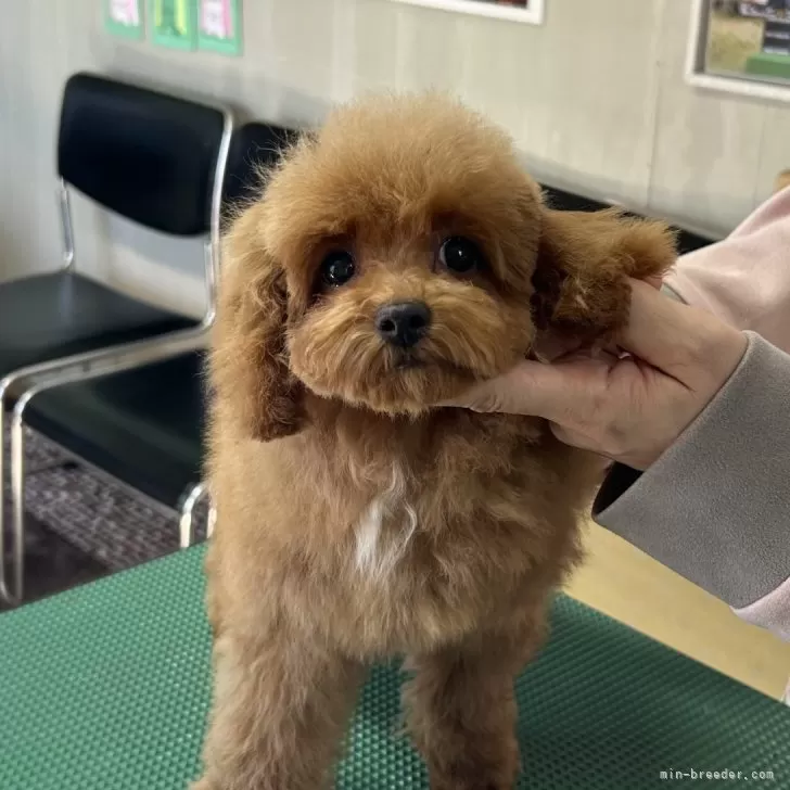 ID:2401-06569の子犬