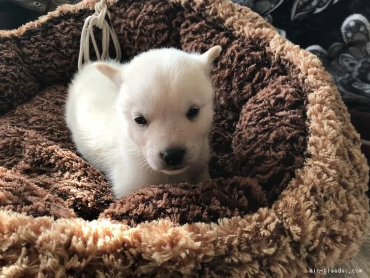 ID：1712-00141の子犬