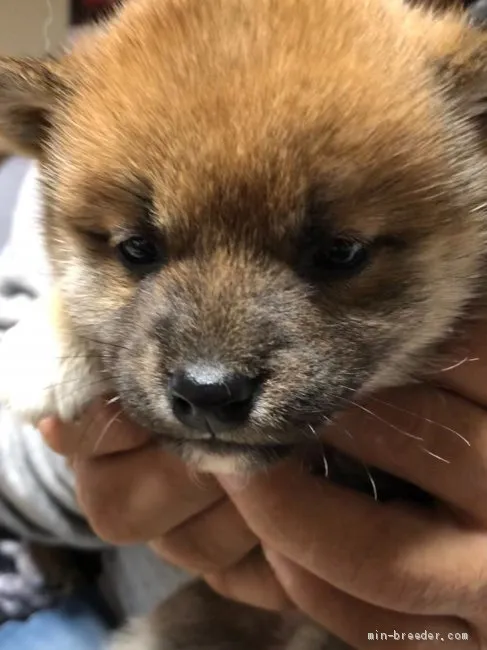 ID：2102-00650の子犬