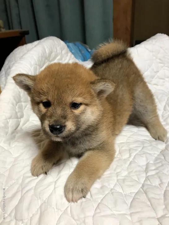 ID：2103-00437の子犬