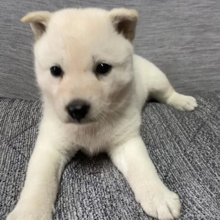 ナミ 様のお迎えした子犬