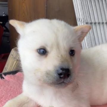 北海道犬【北海道・男の子・2022年11月13日・白】の写真「可愛い白くまちゃん」