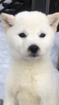 北海道犬【北海道・女の子・2021年12月25日・白】の写真「とても可愛い❤️
真っ白な女の子」