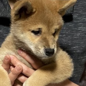 柴犬(標準サイズ)【北海道・男の子・2023年8月12日・赤毛】の写真「コロコロの可愛い子」