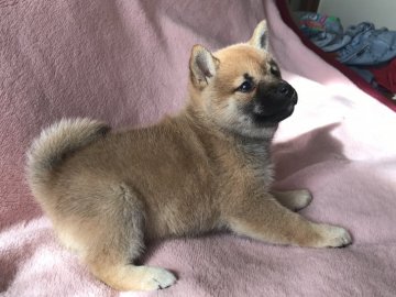 柴犬(標準サイズ)【北海道・女の子・2017年9月25日・赤毛】の写真「父親母親とも小さいサイズ☆」