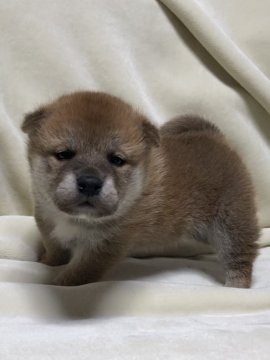 柴犬(標準サイズ)【北海道・男の子・2022年1月2日・赤色】の写真「男の子らしいイケメンの顔立ち」
