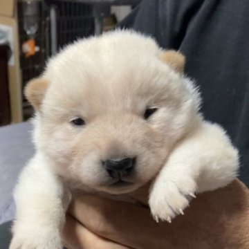 北海道犬【北海道・女の子・2023年1月15日・白】の写真「コロコロな女の子」