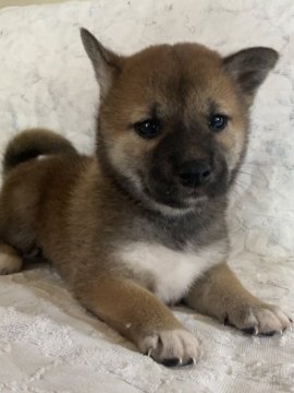 柴犬(標準サイズ)【北海道・女の子・2021年9月3日・赤毛】の写真「母親大人しく小さい、父親は優良犬！」