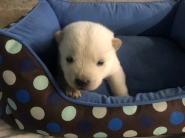北海道犬【北海道・男の子・2021年11月3日・白】の写真「北海道犬！可愛いですよ🐕！」