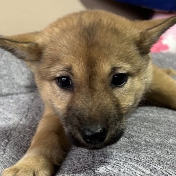 北海道犬【北海道・女の子・2024年1月28日・赤毛】の写真「愛くるしい目」