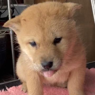 北海道犬【北海道・男の子・2022年11月5日・赤色】の写真「つぶらな瞳の男の子」