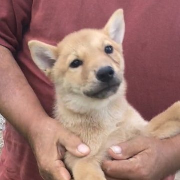 北海道犬【北海道・男の子・2023年6月24日・赤毛】の写真「凛々しい顔」