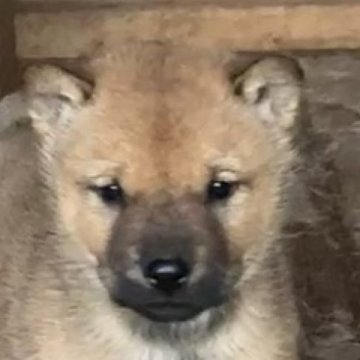 北海道犬【北海道・男の子・2023年8月28日・赤毛】の写真「鋭い目ハンサム犬」