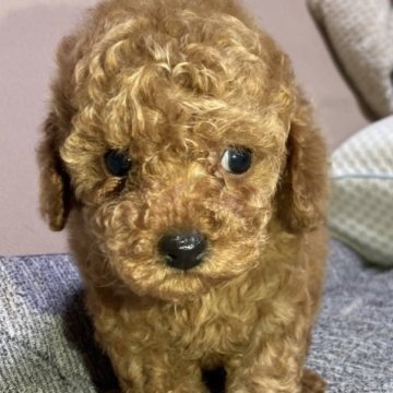 トイプードル(トイ)【北海道・女の子・2023年10月17日・レッド】の写真「1番小さな女の子　」