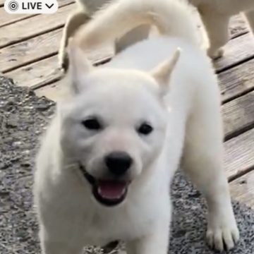 北海道犬【北海道・男の子・2023年7月20日・白】の写真「白熊くんのような子犬」