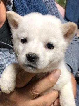 北海道犬【北海道・女の子・2021年1月1日・白】の写真「真っ白の北海道犬！可愛いですよ！」