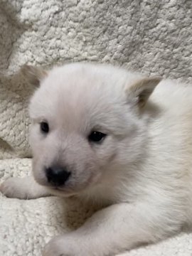 北海道犬【北海道・男の子・2021年11月18日・白】の写真「北海道犬！可愛いですよ！」