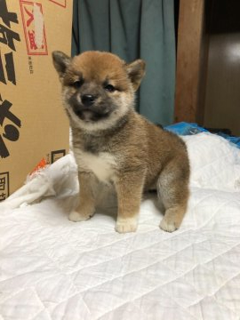 柴犬(標準サイズ)【北海道・女の子・2021年1月7日・赤毛】の写真「母親大人しく小さい、父親は優良犬🐶」
