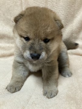 柴犬(標準サイズ)【北海道・女の子・2021年10月29日・赤毛】の写真「母親大人しく小さい、父親は優良犬！」