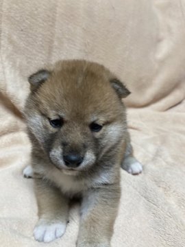 柴犬(標準サイズ)【北海道・女の子・2021年10月31日・赤毛】の写真「母親大人しく小さい、父親は優良犬！」