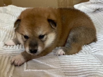 柴犬(標準サイズ)【北海道・女の子・2021年8月14日・赤毛】の写真「母親大人しく小さい、父親は優良犬🐕」