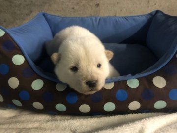 北海道犬【北海道・男の子・2021年11月3日・白】の写真「北海道犬！可愛いですよ🐕」