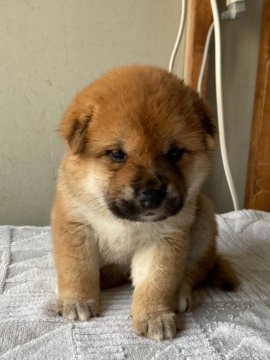 柴犬(標準サイズ)【北海道・女の子・2021年6月22日・赤毛】の写真「母親大人しく小さい、父親は優良犬🐕」