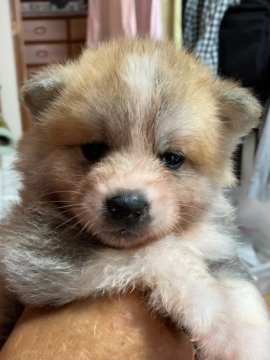 秋田犬【北海道・女の子・2021年5月25日・赤】の写真「可愛らしい秋田犬です！」