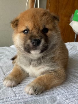 柴犬(標準サイズ)【北海道・男の子・2021年6月22日・赤毛】の写真「母親大人しく小さい、父親は優良犬！」