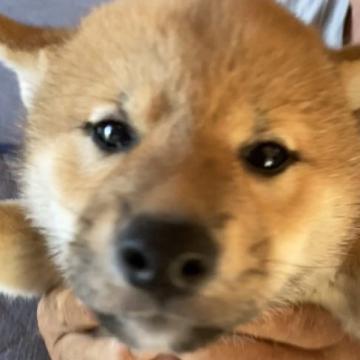柴犬(標準サイズ)【北海道・男の子・2022年7月11日・赤】の写真「大きくなったらイケメンの男の子」