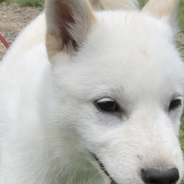 北海道犬【北海道・女の子・2022年2月23日・白】の写真「元気な女の子」