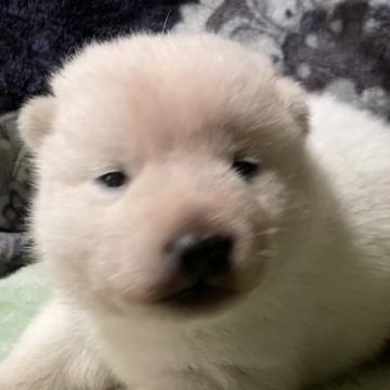 北海道犬【北海道・男の子・2022年6月16日・白】の写真「しろ熊さんのような、可愛い男の子」