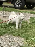 北海道犬【北海道・女の子・2022年2月23日・白】の写真2