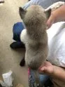北海道犬【北海道・男の子・2019年8月10日・灰色】の写真3