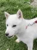 北海道犬【北海道・女の子・2022年2月23日・白】の写真3