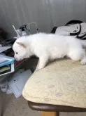 北海道犬【北海道・男の子・2020年11月22日・白】の写真4