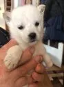 北海道犬【北海道・女の子・2021年1月1日・白】の写真4