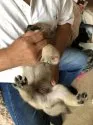 北海道犬【北海道・男の子・2019年8月10日・灰色】の写真5