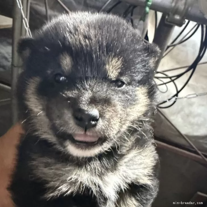 K.M 様のお迎えした子犬