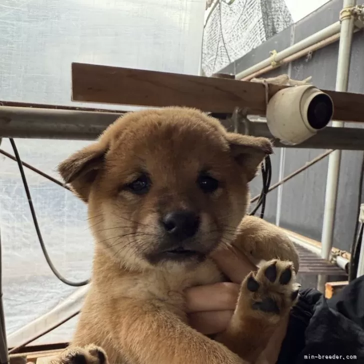 H.N 様のお迎えした子犬