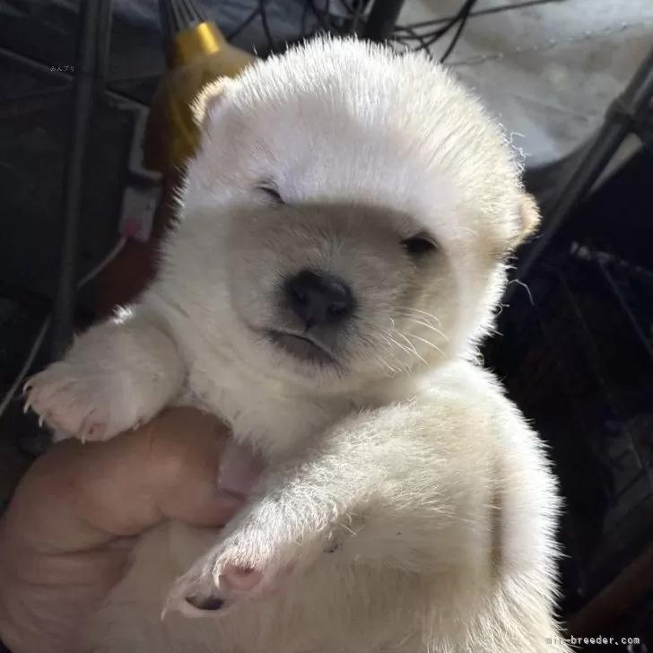 ID:2503-02455の子犬
