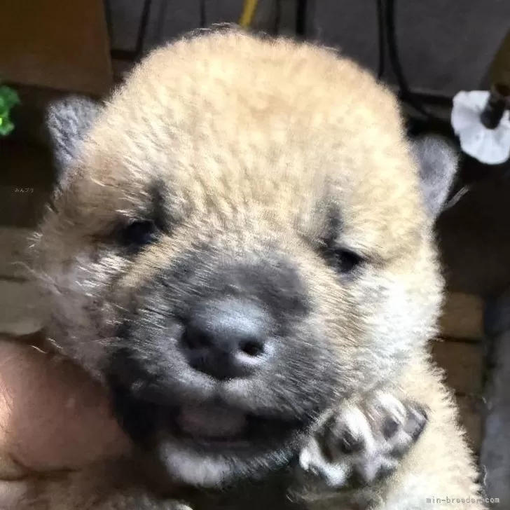 ID：2504-07498の子犬